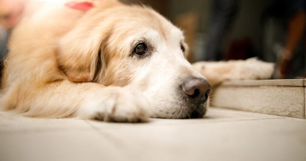 シニア犬