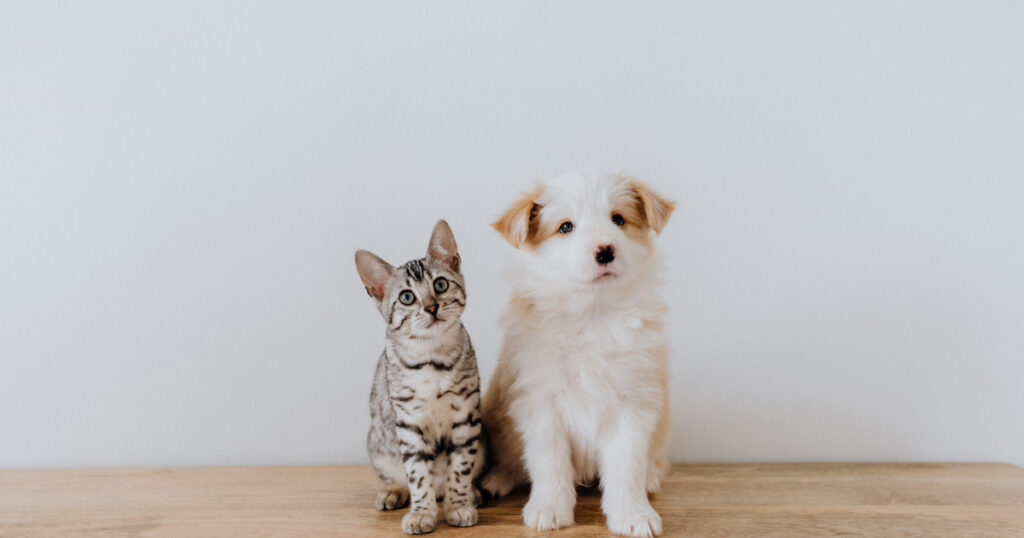 子犬と子猫