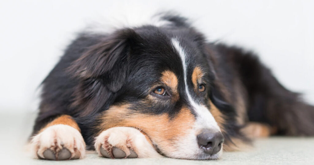 横になる犬