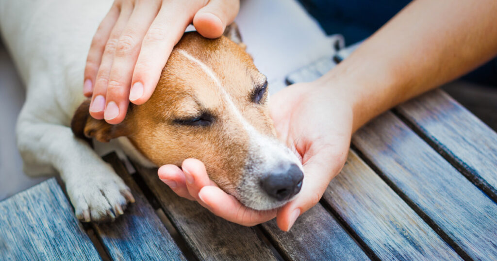 顎を乗せる犬