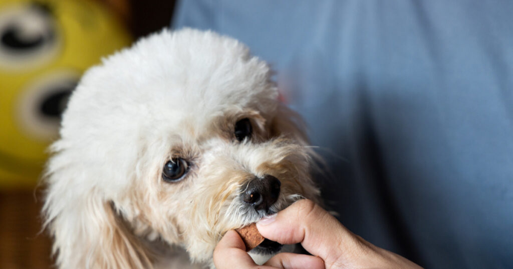 くすりを食べる犬