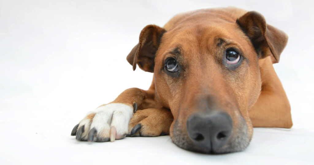 悲しそうな犬