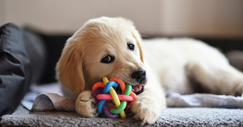 おもちゃで遊ぶ犬