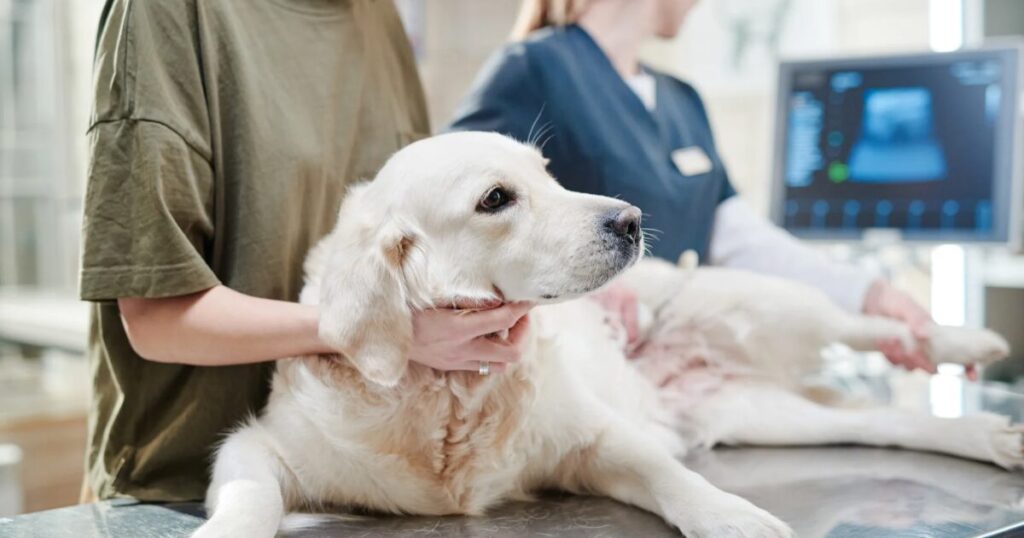 犬の膵炎と低脂肪食の重要性