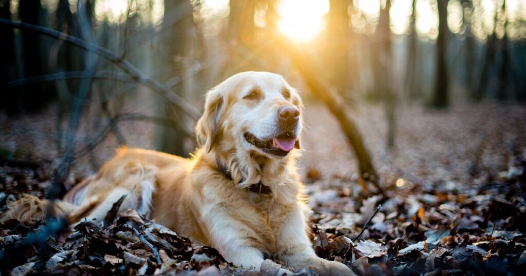 犬がフィラリアに感染した初期症状は？