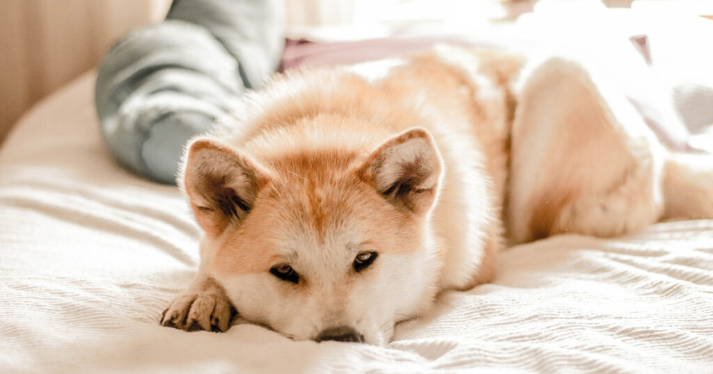 ベッドの上の犬