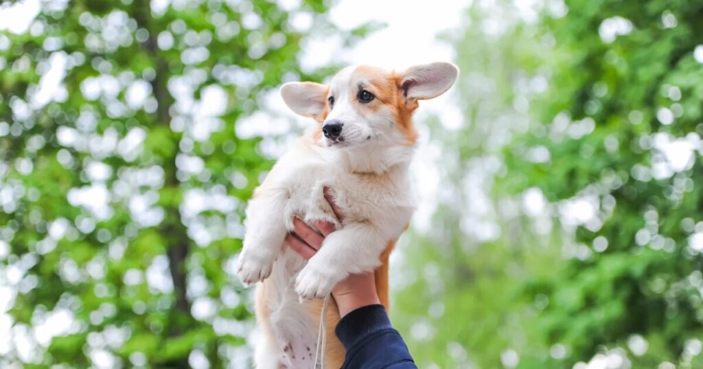 みんなのブリーダー　生体価格と追加費用